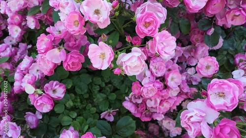 Beautiful Pink Rose Blossom Against Green Background