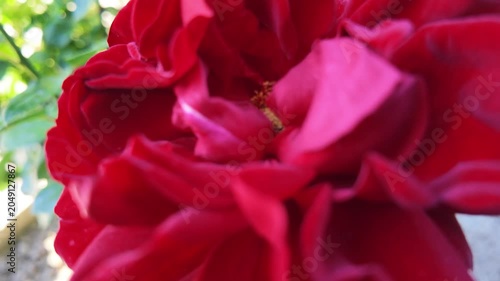 Vibrant Red Rose Blossom Against Green Background