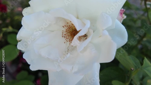 Pure White Rose Blooming Gracefully in the Garden
