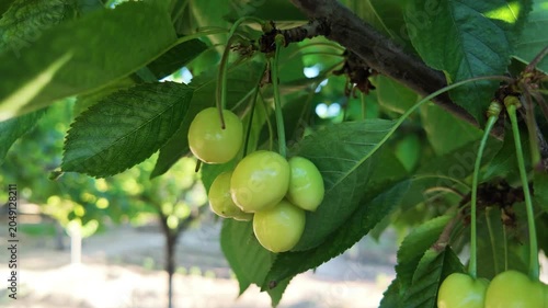 Unripe Sweet Cherries Hanging on Tree Branches