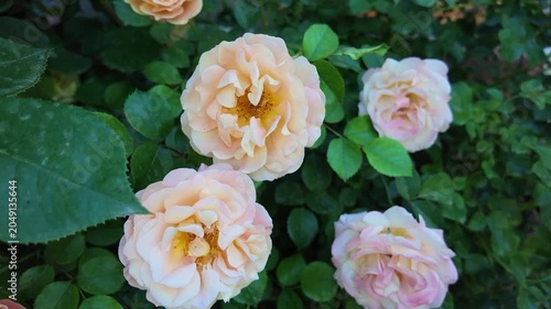 yellow rose in the garden
