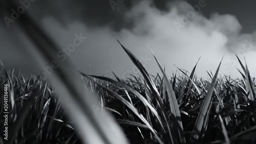 Low Angle Black and White View of Tall Grass in a Field with a Moody and Overcast Sky Above