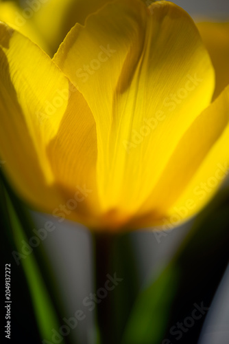 Photography yellow tulip closeup