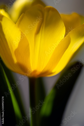 yellow tulip closeup