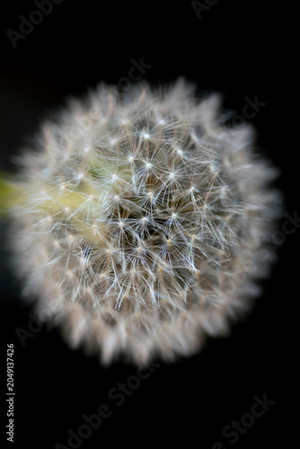dandelion seed head