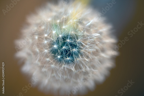 dandelion on a black background