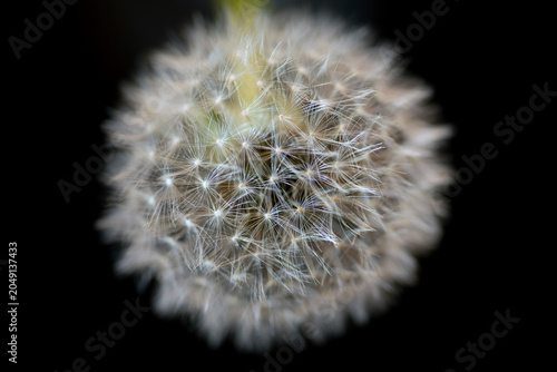 dandelion seeds on black