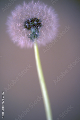 close up of dandelion