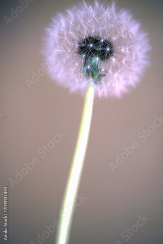 dandelion seed head