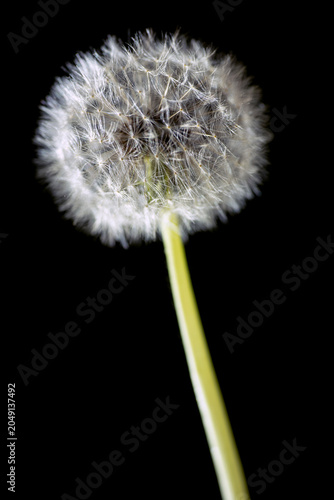 Canvas Print dandelion on black background