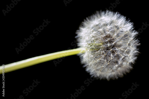dandelion seed head