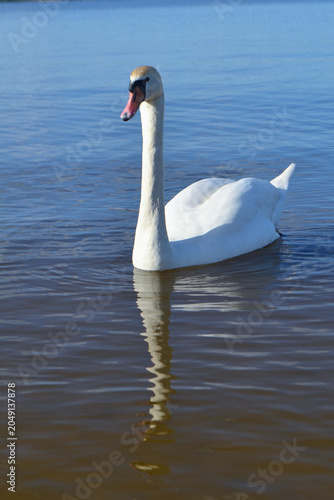 White Swan on the Lake. Mute Swan (Cygnus olor) gliding across the Lake at sunset. European bird wildlife. A beautiful swan swimming in a pond.A mute swan wading in a deep lake