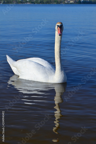 White Swan on the Lake. Mute Swan (Cygnus olor) gliding across the Lake at sunset. European bird wildlife. A beautiful swan swimming in a pond.A mute swan wading in a deep lake