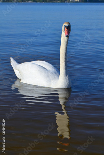 White Swan on the Lake. Mute Swan (Cygnus olor) gliding across the Lake at sunset. European bird wildlife. A beautiful swan swimming in a pond.A mute swan wading in a deep lake