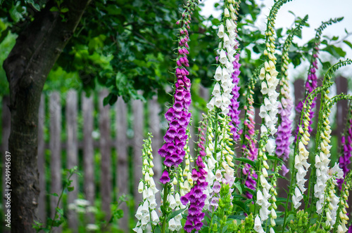 Canvastavla Common foxglove (Digitalis purpurea) blooming in a cottage garden