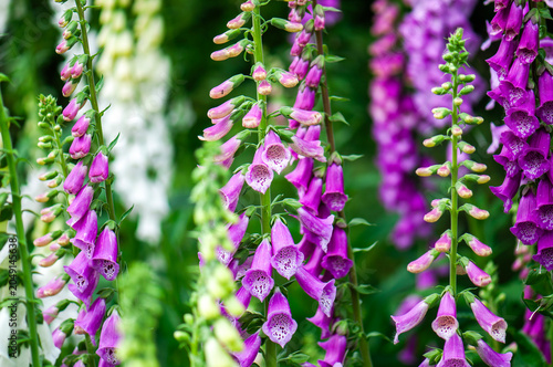 Canvastavla Common foxglove (Digitalis purpurea) blooming in a cottage garden