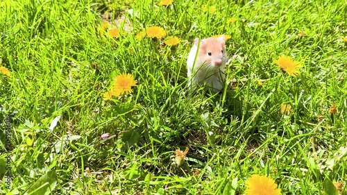 Golden Hamster walking on the grass field. Beautiful beige hamster on the lawn