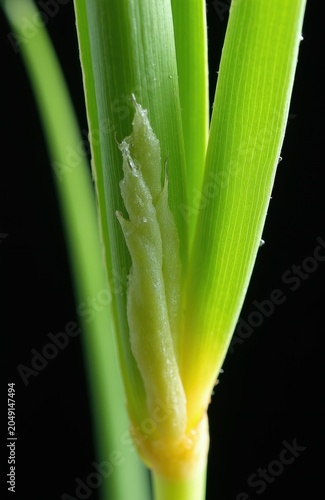 Reed canary grass stem closeup showing ligule and leaf sheath detail. Green plant structure with yellow base against dark background. Focus on botanical macro elements.