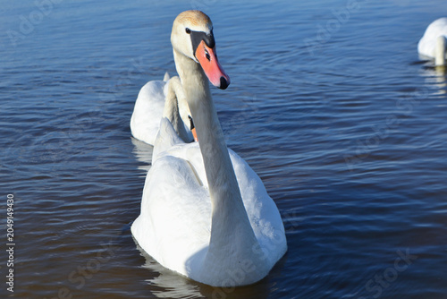 White Swan on the Lake. Mute Swan (Cygnus olor) gliding across the Lake at sunset. European bird wildlife. A beautiful swan swimming in a pond.A mute swan wading in a deep lake