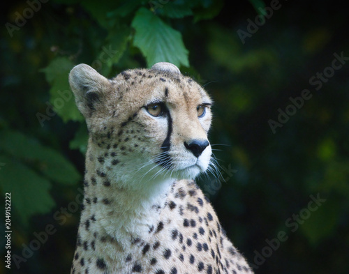 portrait of a cheetah