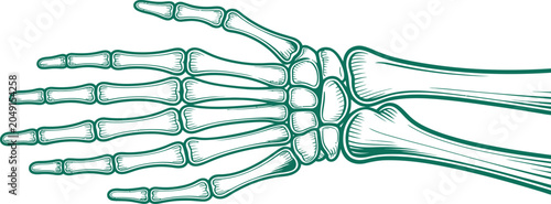 Photos Teal human hand and forearm skeleton, anatomy illustration, medical vector graph