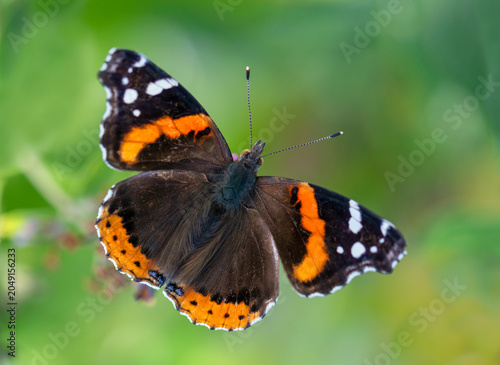 Bild auf Leinwand Macro of a red admiral butterfly (vanessa atalanta) with spread wings, on a vibrant green natural background