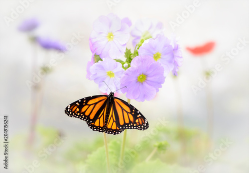 Obraz na plátně Macro of a female monarch butterfly (Danaus plexippus) in a garden of pale colored primula flowers