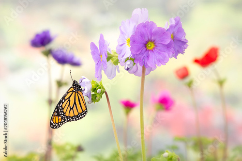 Photos Female monarch butterfly (Danaus plexippus) resting in a garden of softly colore
