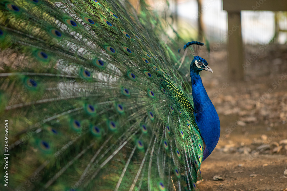 Fototapeta premium Perfil de pavo real 