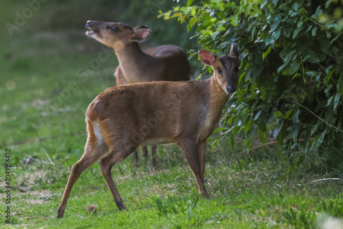 Muntjac Deer Does On Grass - 241E1998