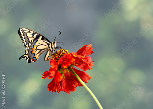 Photography Macro of an Oregon Swallowtail (papilio bairdii oregonius) butterfly feeding on a red flower - side view - on a mottled green background