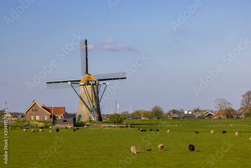 Foto Dutch polder landscape with windmill and grazing sheep in Warmond