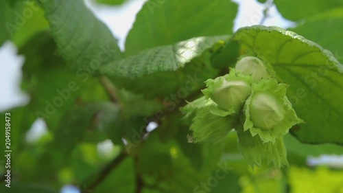 Green hazelnut branch with leaves and catkins
