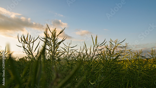 Close up of wild green plants and seed pods against a warm sunset sky background.