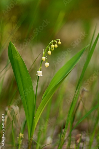 Delicate stem of Lily of the Valley flowers growing wild in a woodlands