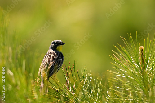 A rare male Kirkland's Warbler sits perched at the edge of a new growth pine forest