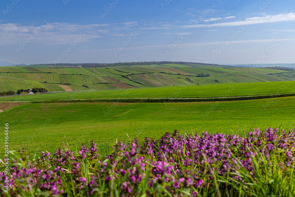 Fototapeta premium Purple wildflowers blooming across rolling green hills in Lower Austria