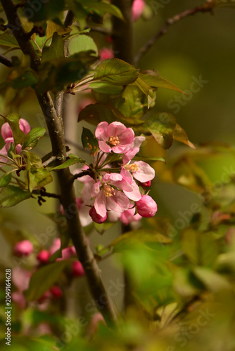 A branch with beautiful pink flowering apple blossoms