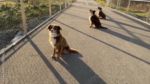 Beautiful dogs are having fun