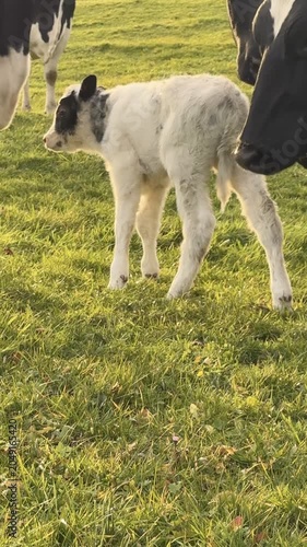 A cow calf and it's herd on a beautiful meadow during sunset