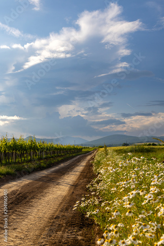 Vineyards and chamomile fields along a dirt road in Hungary