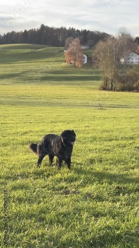 Australian Sheperd dogs outside having fun