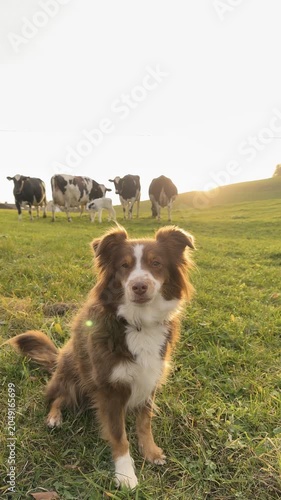 Brown and white dog is sitting in a field with cows