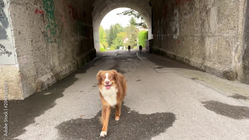 Australian Shepherd dogs enjoying their doglife