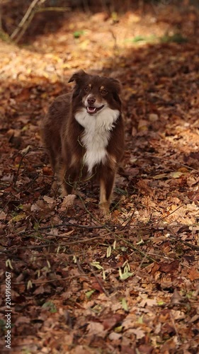 Australian Shepherd in Autumn Leaves