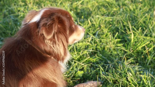 Abstract close-up of a dog s fur in motion