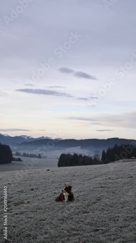 Dog Lying on Frosted Meadow with Mountain View