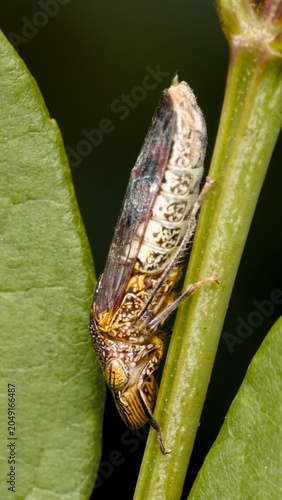 Glassy-winged sharpshooter