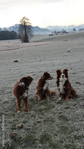 Three Australian Shepherds in Frosted Winter Landscape