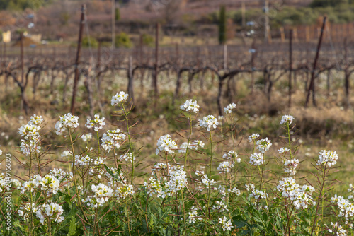 Obraz na plátně White wildflowers growing in a dormant vineyard in Venasque